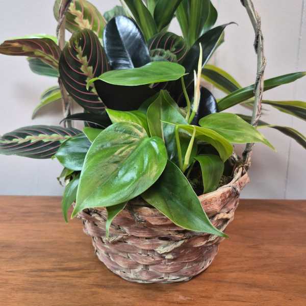 8" Wicker Dish Garden