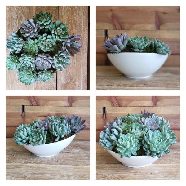 White bowl planter filled with assorted succulents