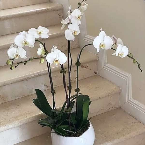 Tall white phalaenopsis orchid plant in a round white pot on indoor stone steps