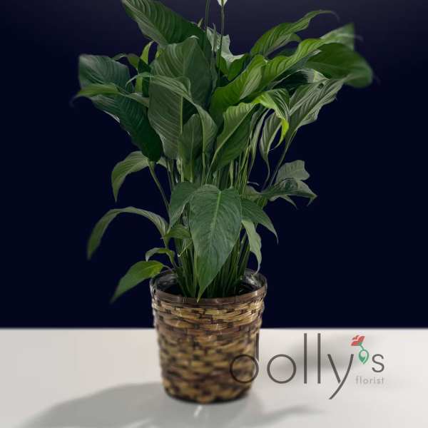 Potted peace lily with white blooms in a woven basket planter