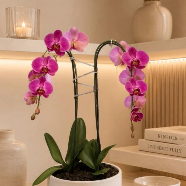 Potted pink orchid with arching blooms in a white planter