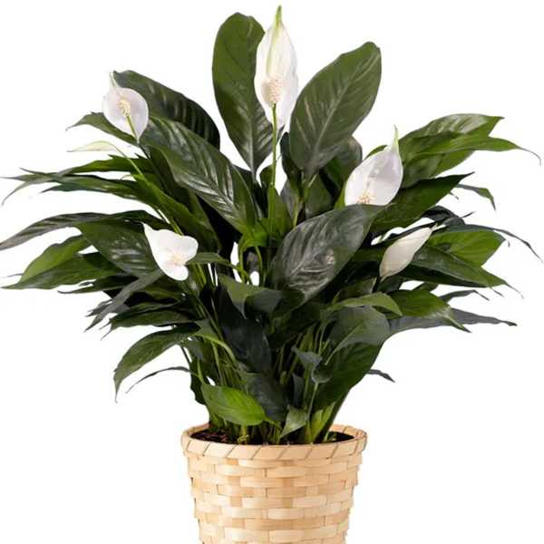 White peace lilies in a woven basket planter