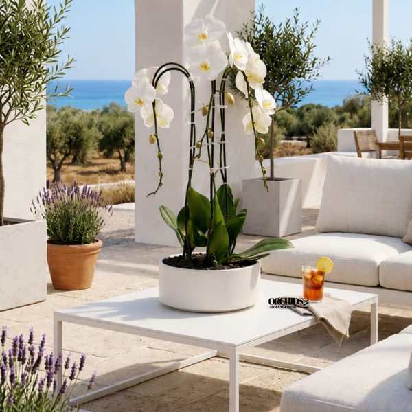White Phalaenopsis Orchid Arrangement – Triple Stem Luxury Design