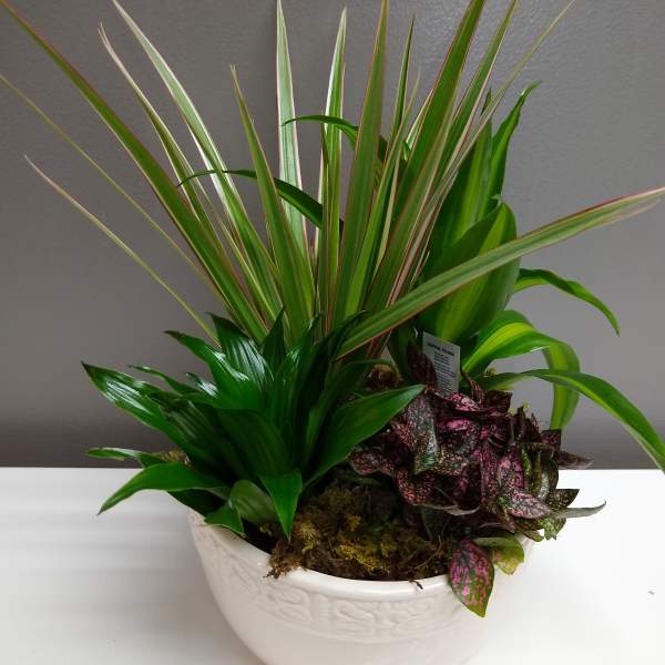 Mixed potted plants in a white ceramic bowl planter