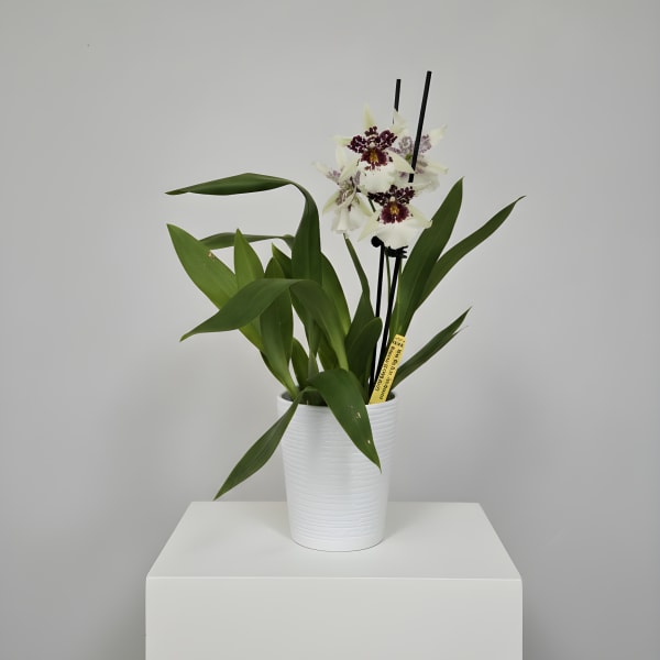 Hilo Sparkle Beallara Orchid