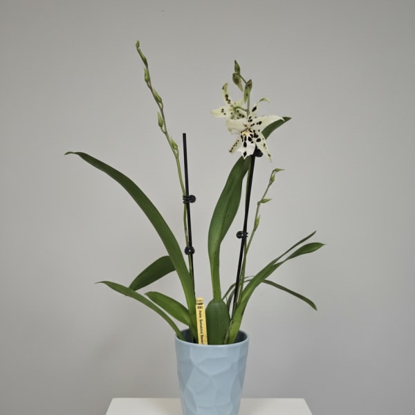 SweetSpots Alcra. Orchid