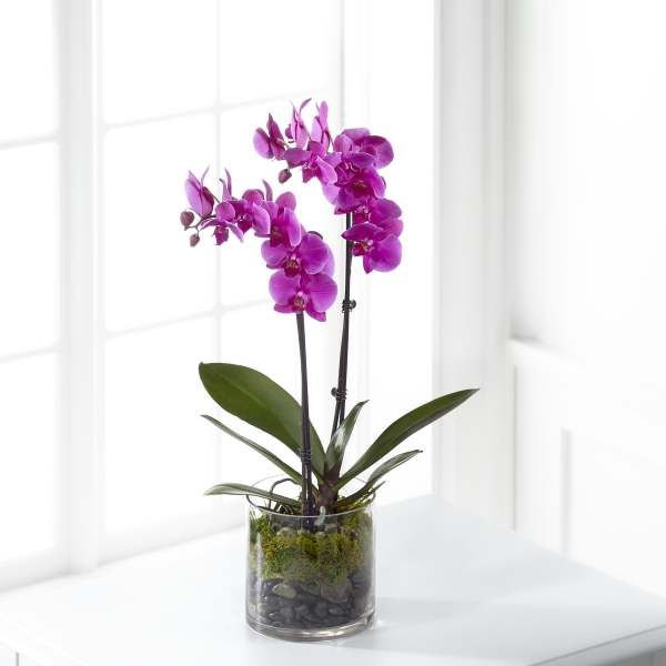 Purple orchid plant in a clear glass vase with moss and stones