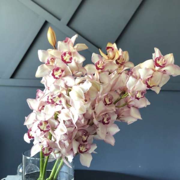 Pink and white orchids arranged in a clear glass vase