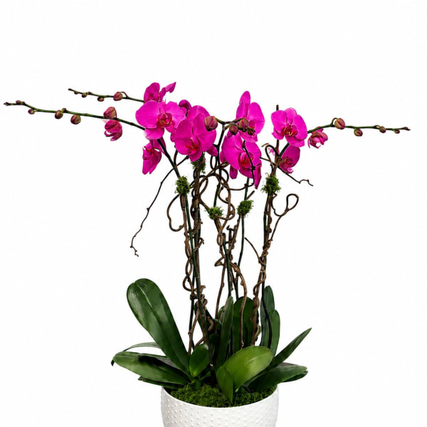 Potted orchid arrangement with bright pink blooms in a white planter