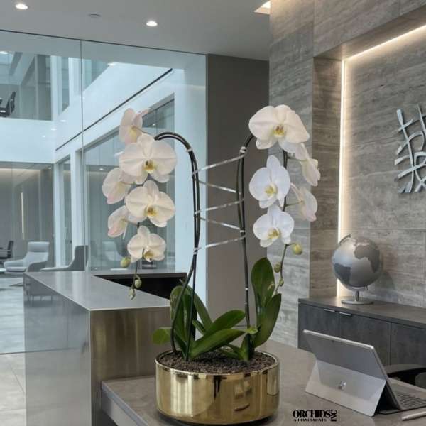 White Phalaenopsis Orchid Arrangement – Double Stem Minimal Luxury