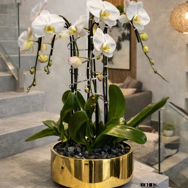 White orchids arranged in a gold planter on a staircase landing