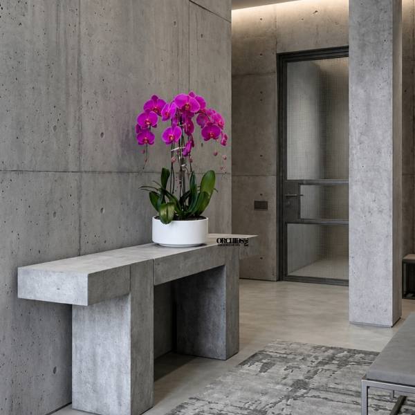 Potted pink orchid arrangement in a white planter on a concrete table
