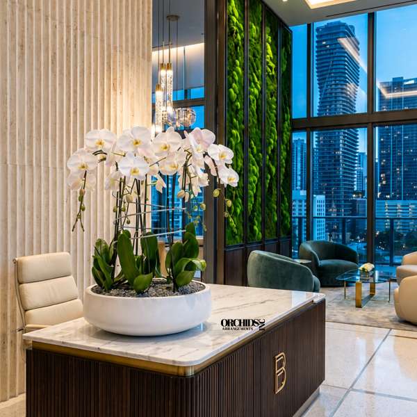 White orchids arranged in a shallow white planter on a lobby table