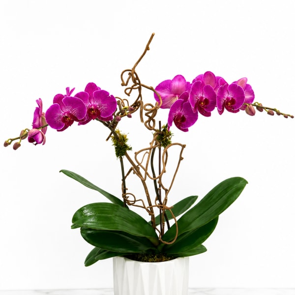 Orchid Plant