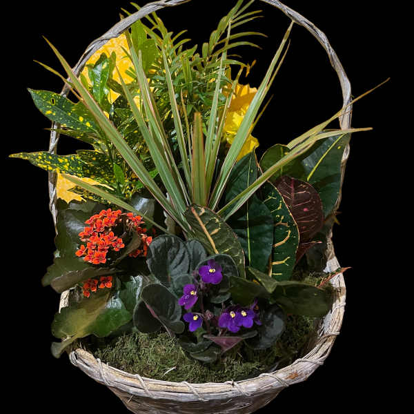 Mixed potted plants in a wicker basket with purple flowers
