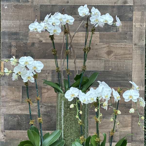 White orchids arranged in glass containers with moss accents