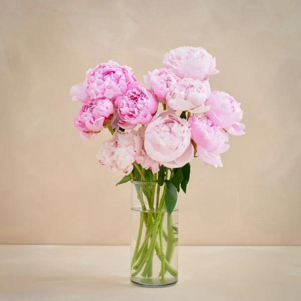 10 Peonies arranged in a vase