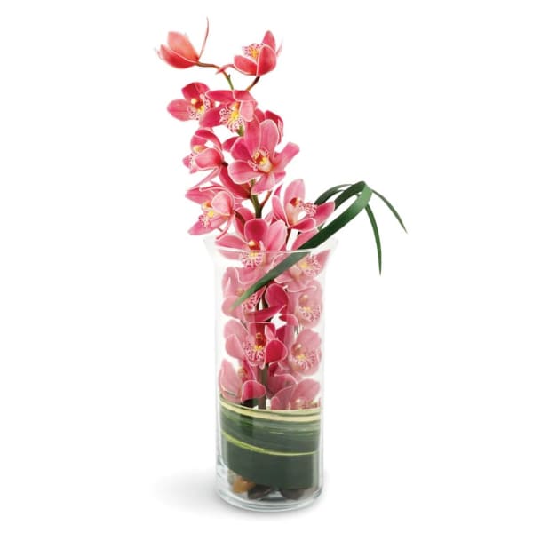 Tall clear glass vase with a cascading stem of pink cymbidium orchids and decorative leaves