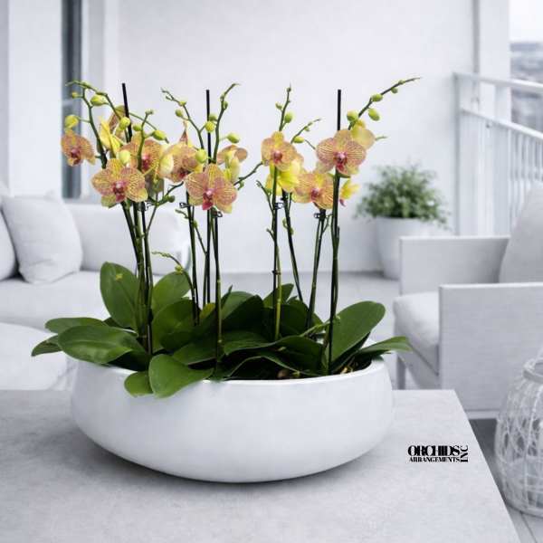 Potted orchids with yellow-pink blooms in a white bowl planter