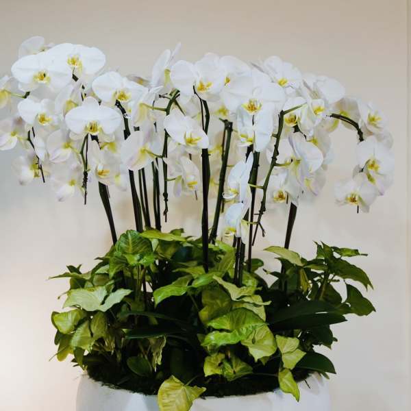 Orchid Garden