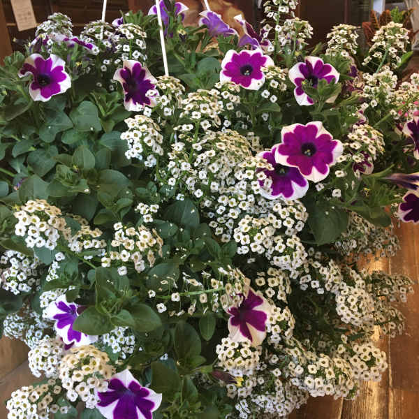 Hanging basket of purple-and-white petunias with clusters of tiny white flowers