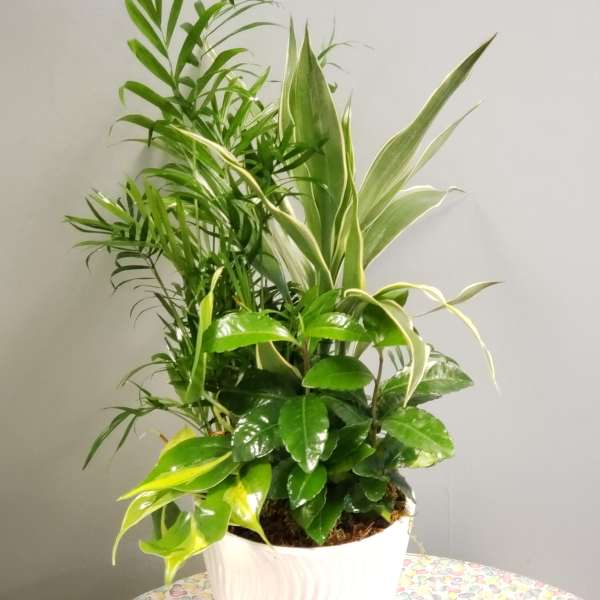 Mixed green houseplant arrangement in a white pot