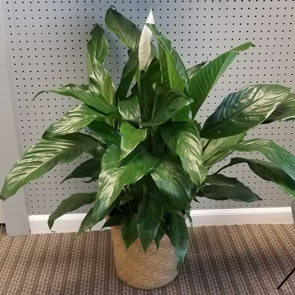 Potted green houseplant with broad glossy leaves in a woven basket