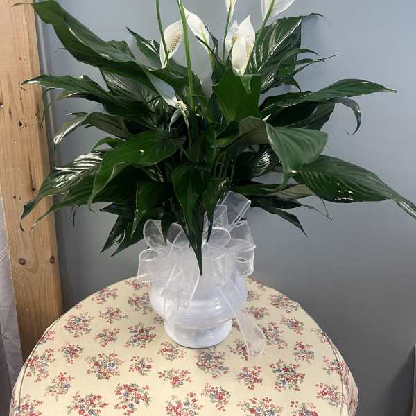 Peace Lily in White Urn