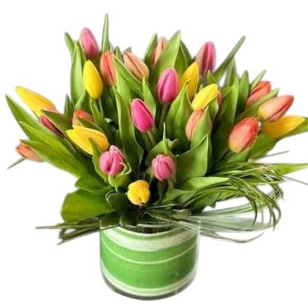 Multicolor Tulips