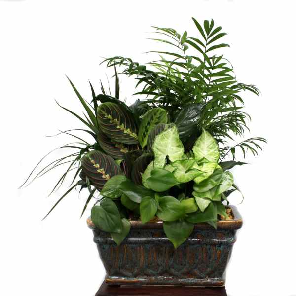 Mixed green houseplants in a rectangular ceramic planter