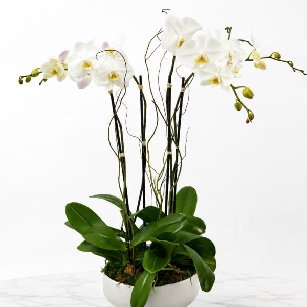 white Orchid Plants