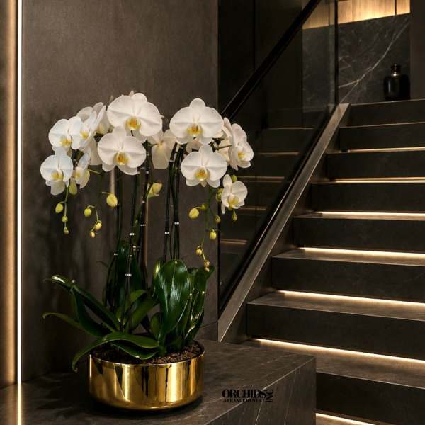 White Phalaenopsis Orchid Arrangement – 6 Stem Minimal Luxury