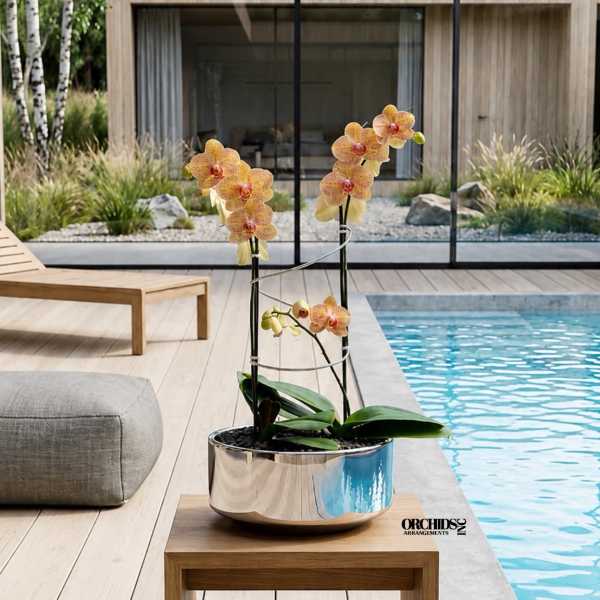 Potted orchid arrangement with peach blooms in a reflective bowl