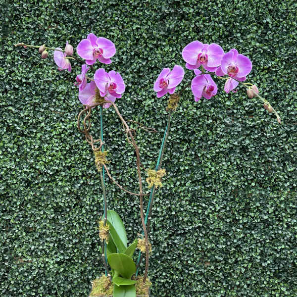 Two pink orchid stems in a square moss-covered planter.