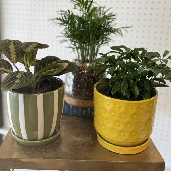 Deluxe Surprise 4" Potted Plant