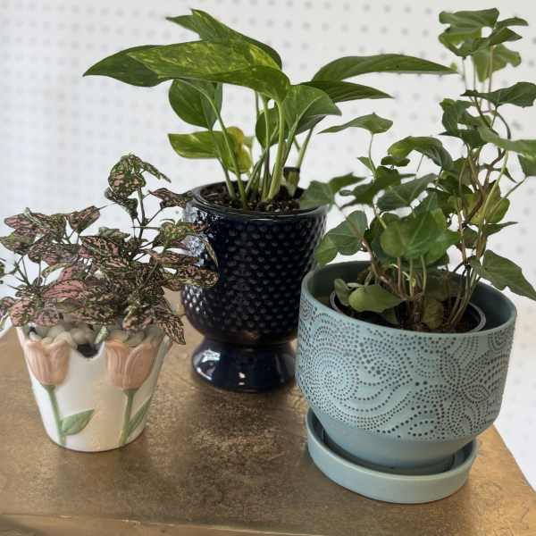 Surprise 4" Potted Plant