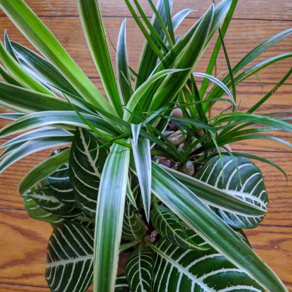 Potted houseplant with striped green leaves on a wooden surface