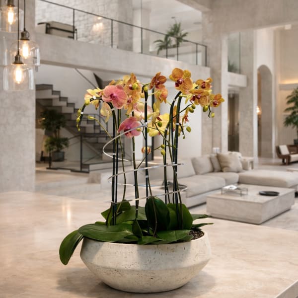 Potted orchids in a white bowl-shaped planter on a countertop