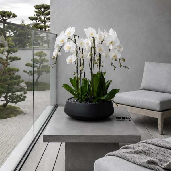 White orchids in a black bowl planter on a modern patio table