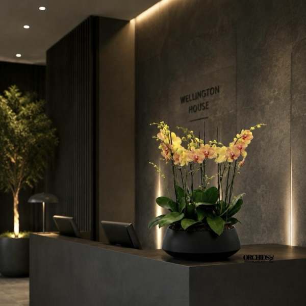 Potted orchid arrangement with yellow and peach blooms in a black planter