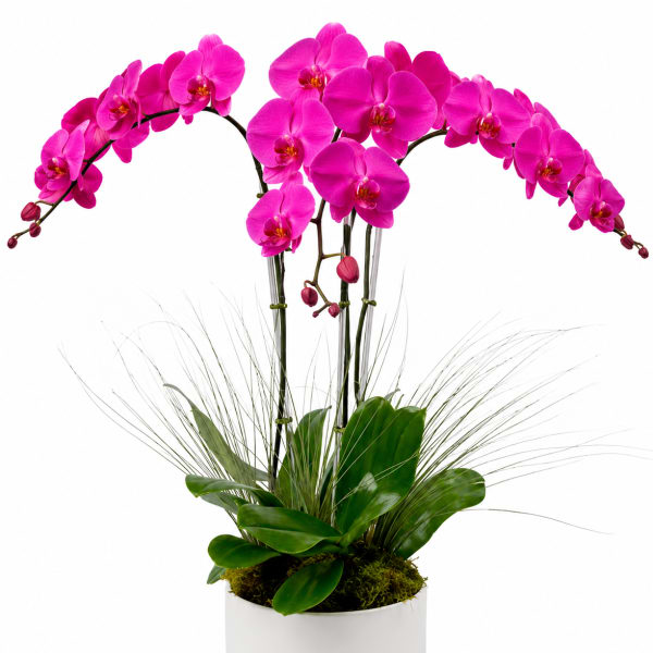 Pink orchid arrangement in a white pot with arching stems