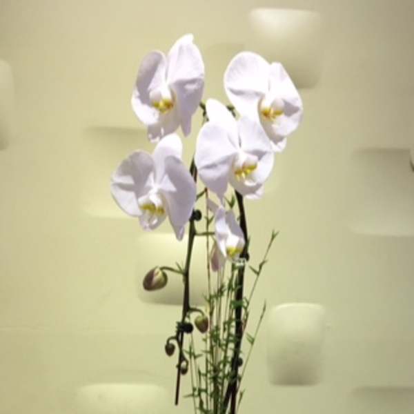 White orchid plant in a geometric white pot on a wood slice
