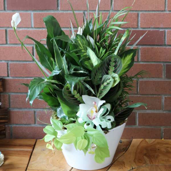 White orchid and green foliage arrangement in a white pot