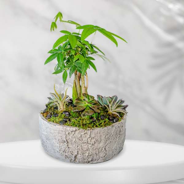 Potted money tree with small succulents in a textured gray planter