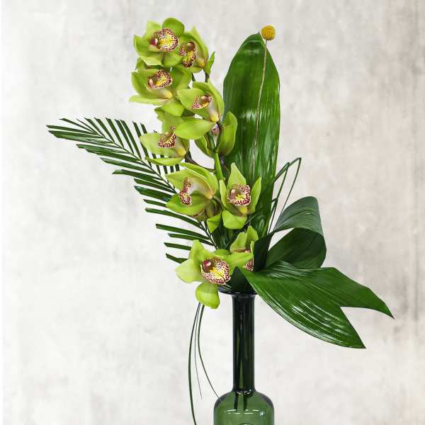 Cymbidium Delight