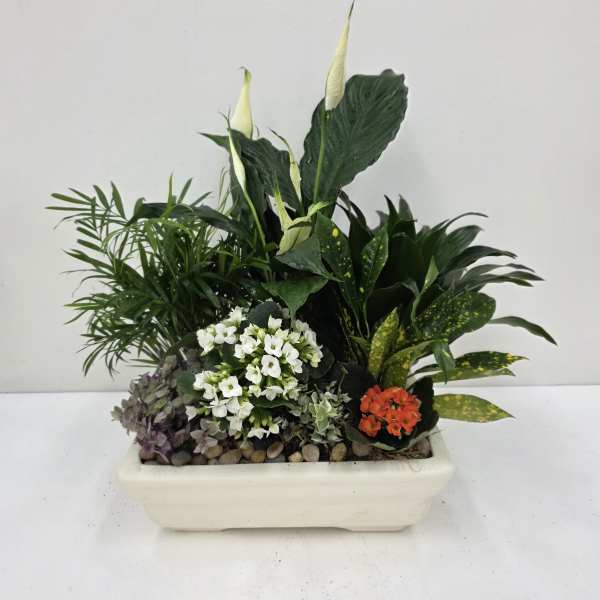 Ceramic Dishgarden