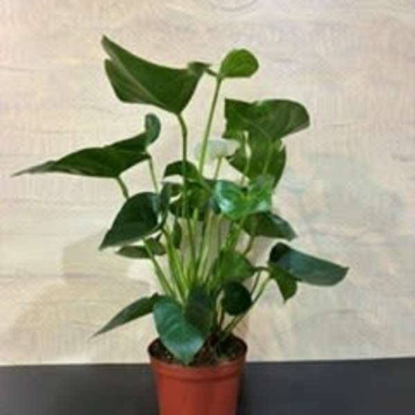 Houseplant Anthurium