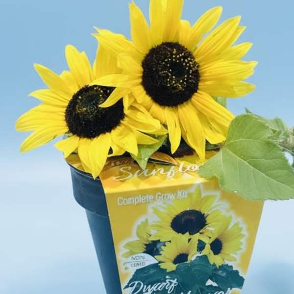 Gift a pot of dwarf sunflowers!