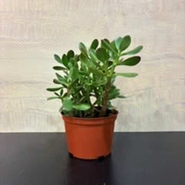 Houseplant Jade