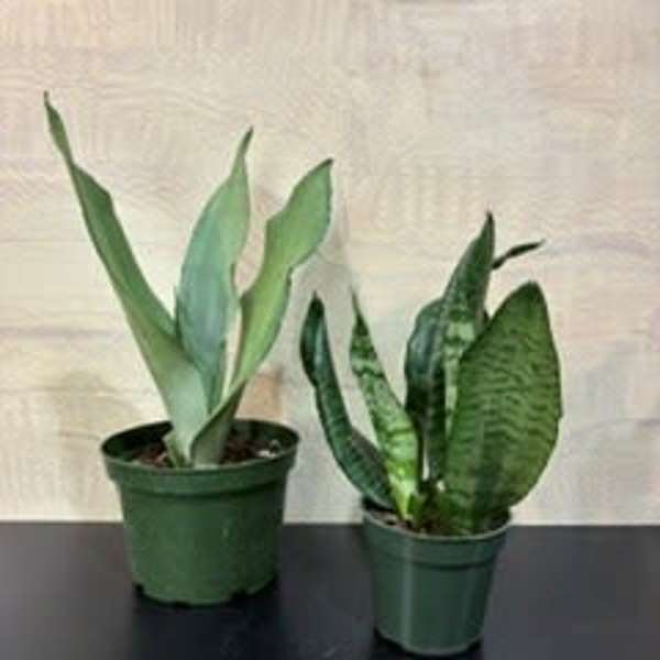 Houseplant snake plant